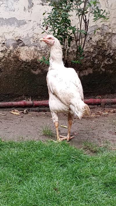 heri aseel for sale pure white