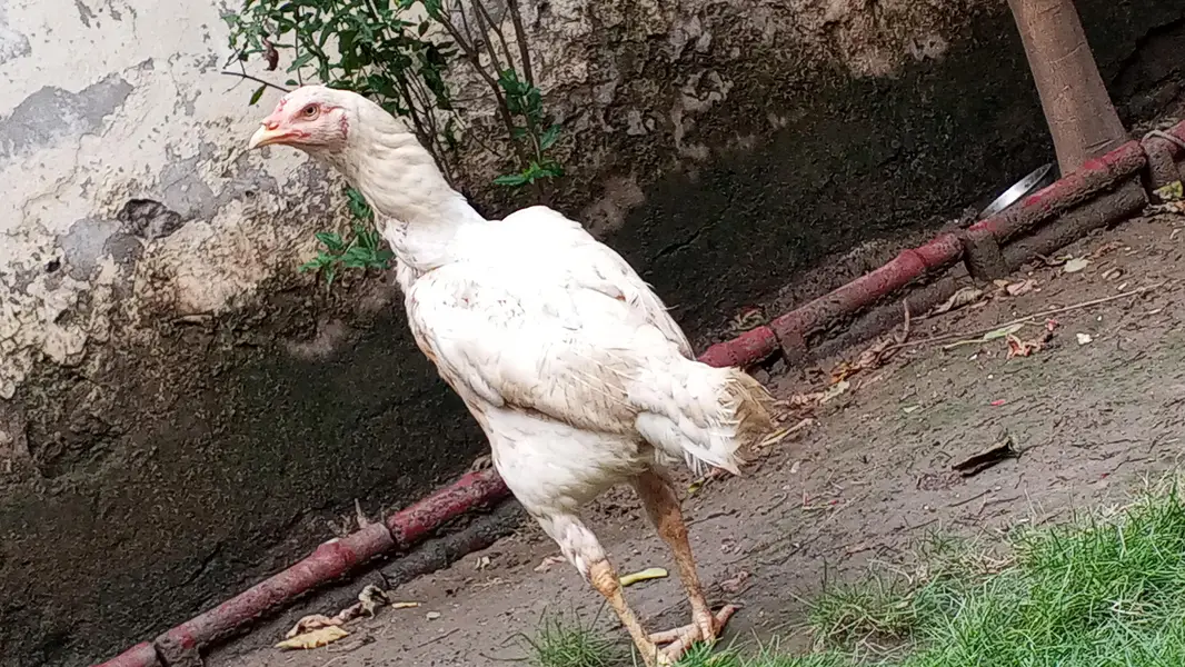 heri aseel for sale pure white — photo 2