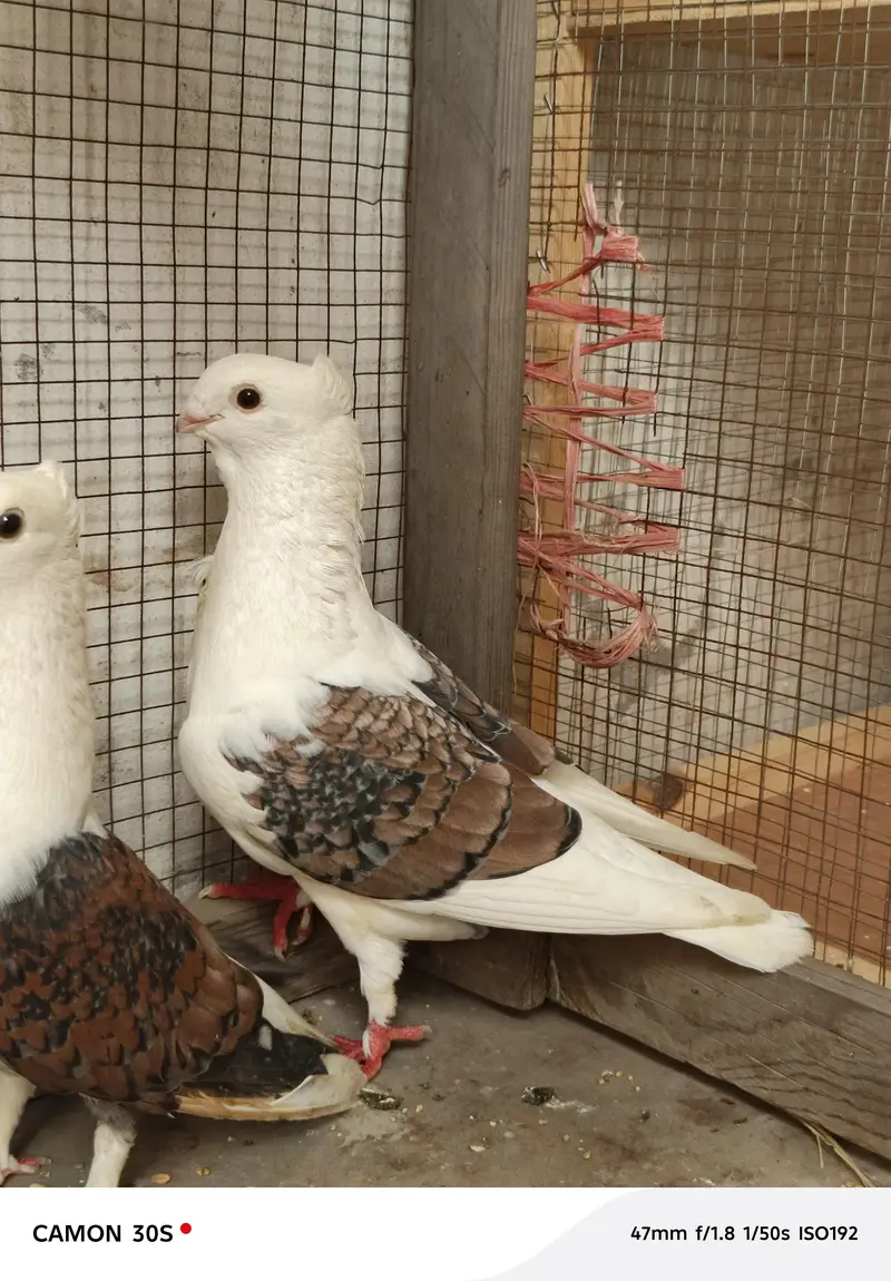 sentinate pigeon 100% breader pair for sale
