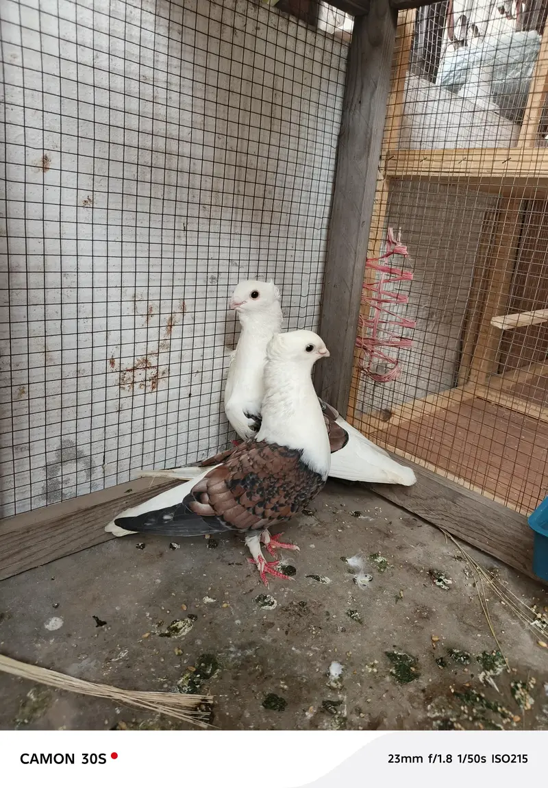 sentinate pigeon 100% breader pair for sale — photo 2