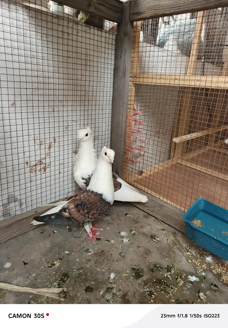 sentinate pigeon 100% breader pair for sale — photo 3