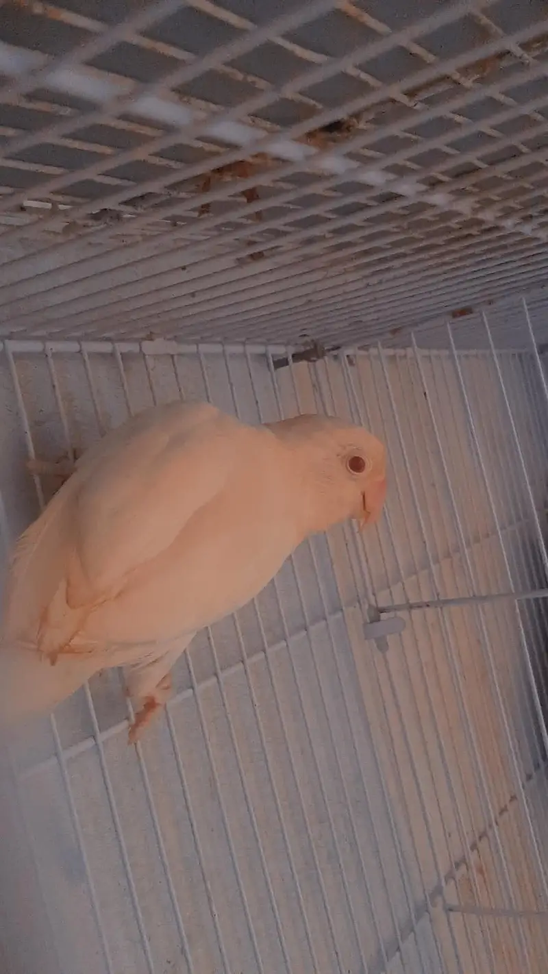 ALBAINOO Red eyes — photo 6