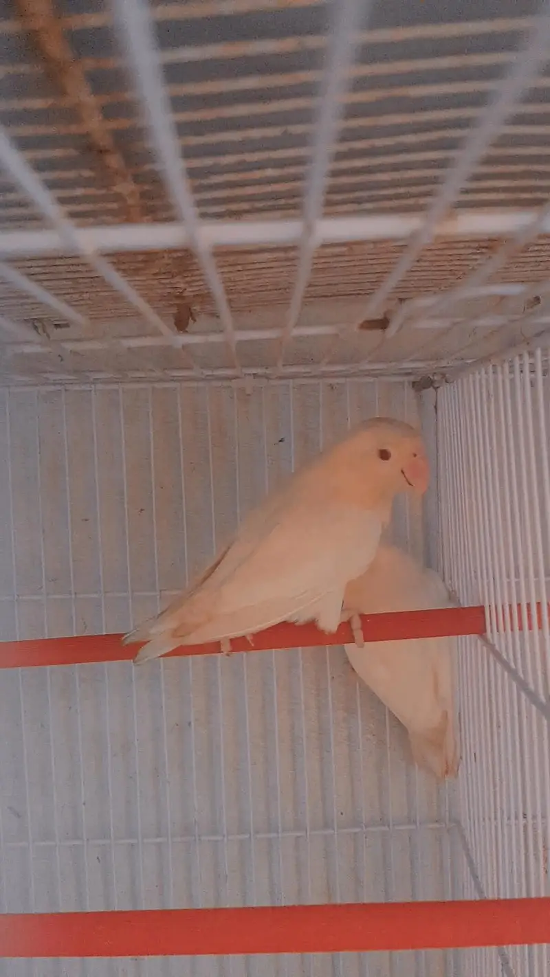 ALBAINOO Red eyes — photo 7