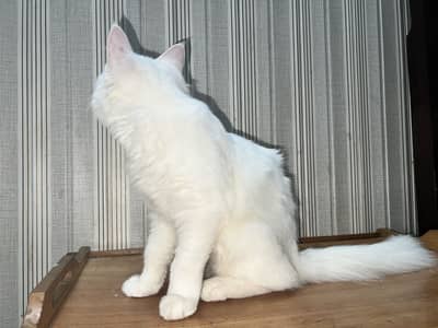 White persian kitten with different eye colours ,tamed, litter trained