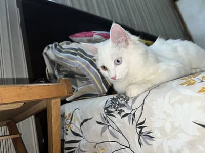 White persian kitten with different eye colours ,tamed, litter trained