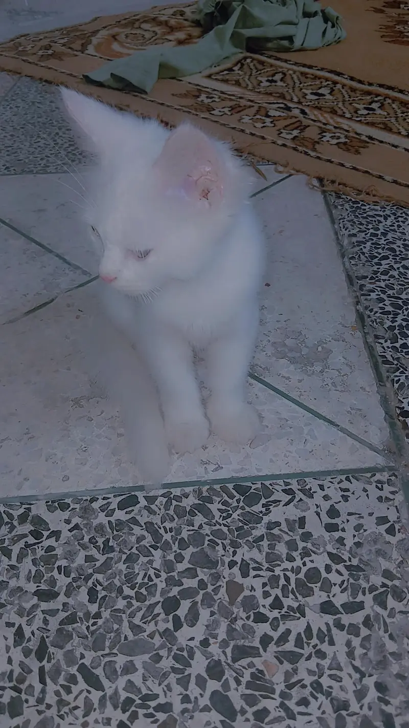 persian cat — photo 2