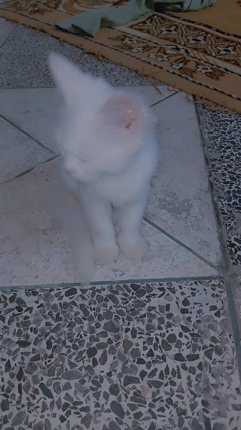 persian cat 2
