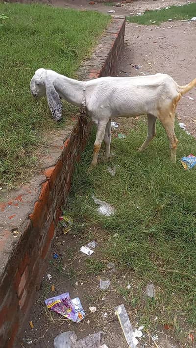 rajnpuri cross path