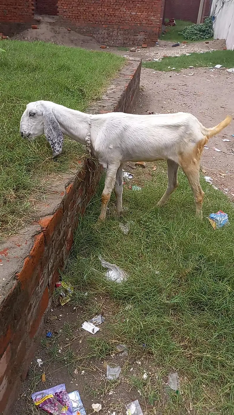 rajnpuri cross path — photo 2