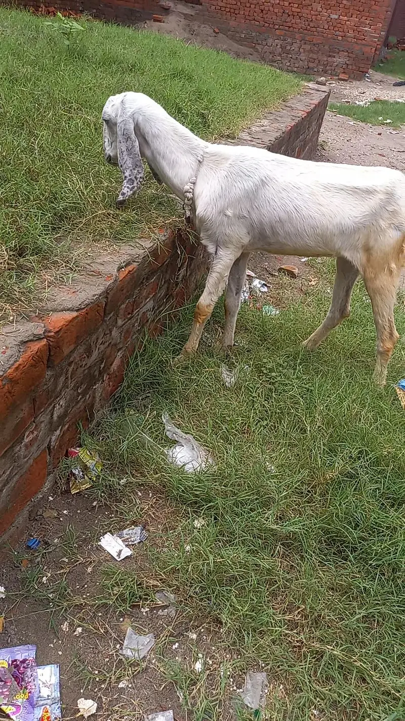 rajnpuri cross path — photo 3