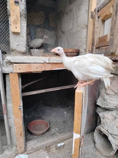 Healthy 5-Month Ducks, White Guinea Fowl & Quality Chicks for Sale!