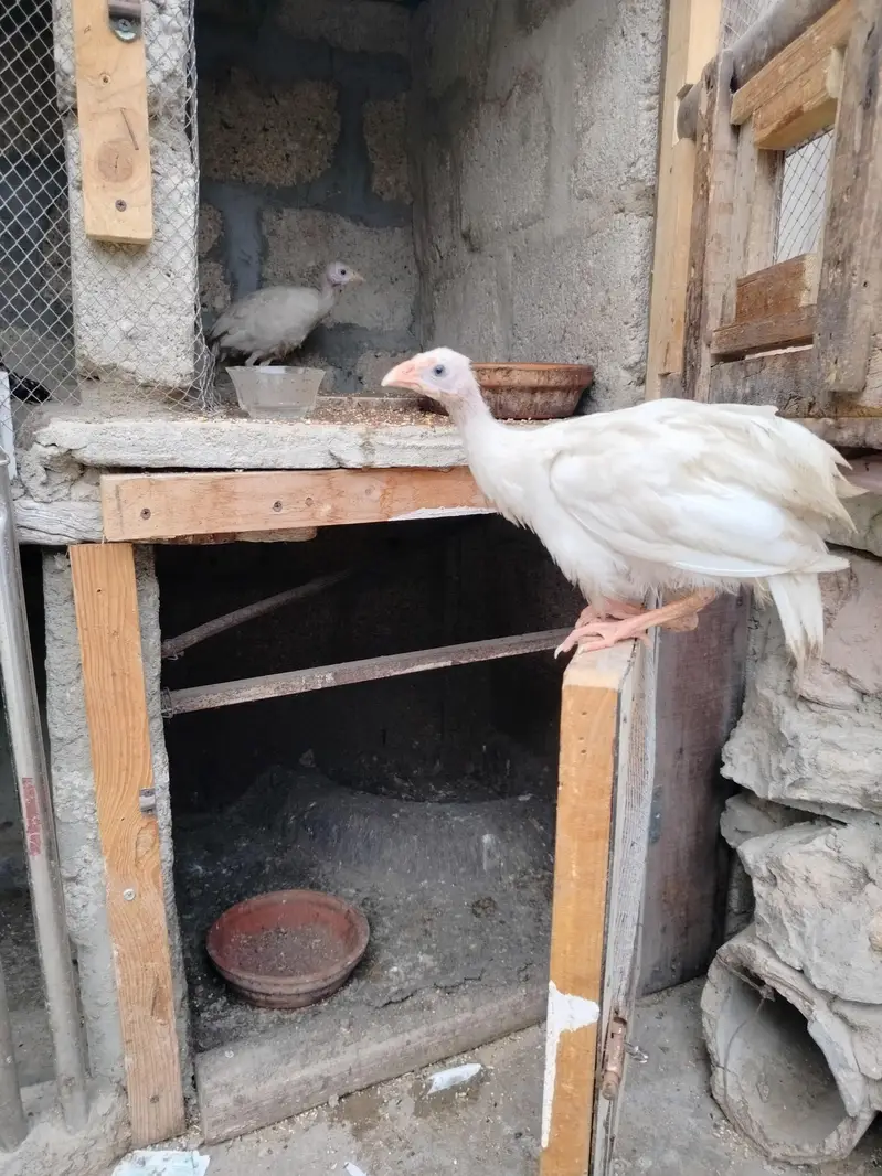 Healthy 5-Month Ducks, White Guinea Fowl & Quality Chicks for Sale!