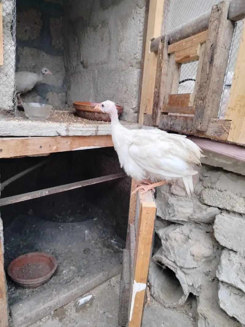 Healthy 5-Month Ducks, White Guinea Fowl & Quality Chicks for Sale! — photo 2
