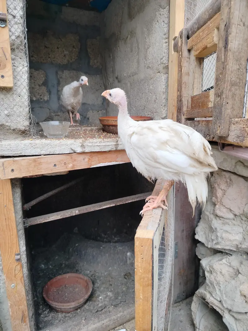Healthy 5-Month Ducks, White Guinea Fowl & Quality Chicks for Sale! — photo 3
