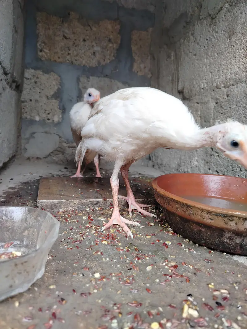 Healthy 5-Month Ducks, White Guinea Fowl & Quality Chicks for Sale! — photo 4