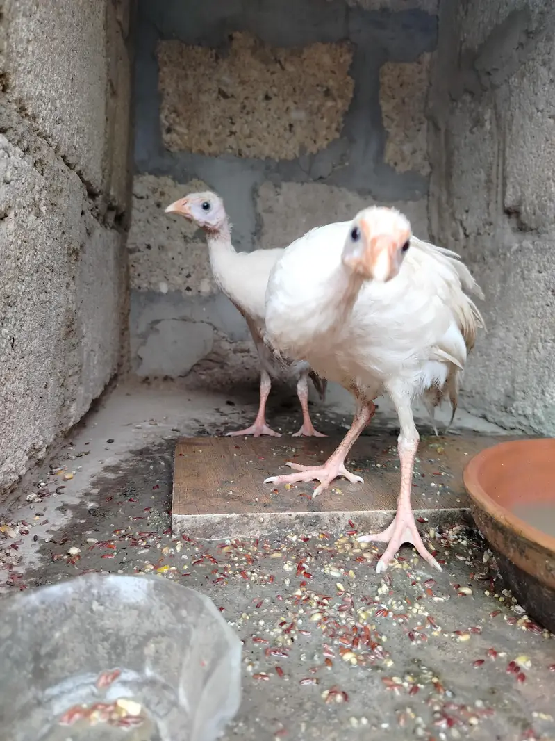 Healthy 5-Month Ducks, White Guinea Fowl & Quality Chicks for Sale! — photo 5