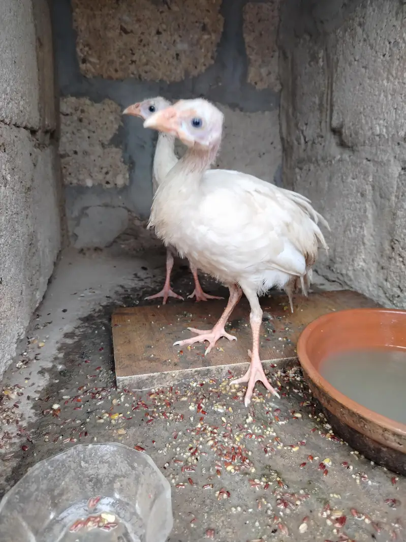 Healthy 5-Month Ducks, White Guinea Fowl & Quality Chicks for Sale! — photo 6