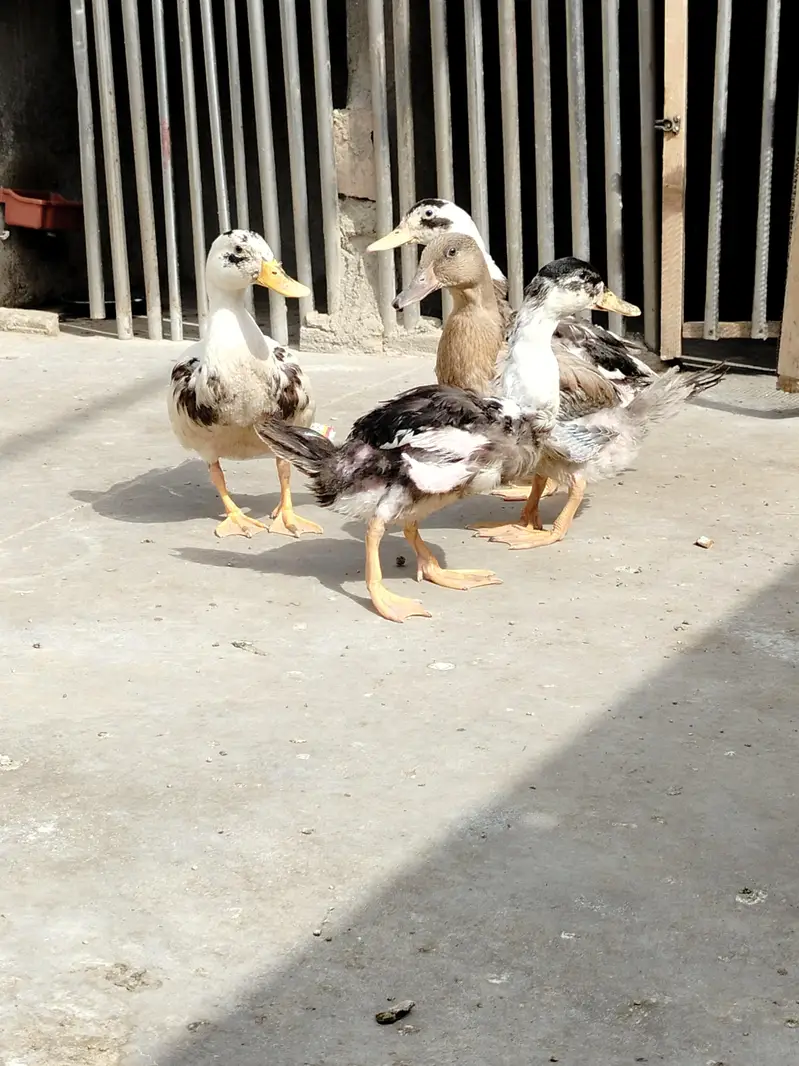 Healthy 5-Month Ducks, White Guinea Fowl & Quality Chicks for Sale! — photo 8
