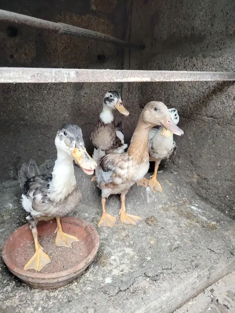 Healthy 5-Month Ducks, White Guinea Fowl & Quality Chicks for Sale! — photo 9