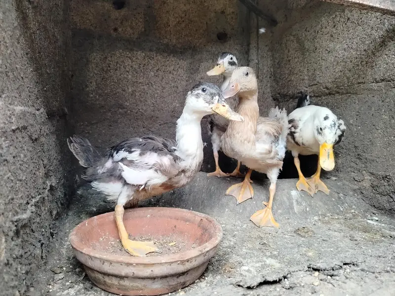 Healthy 5-Month Ducks, White Guinea Fowl & Quality Chicks for Sale! — photo 10