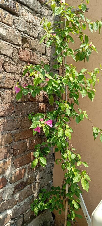 bogan bail pink flower crafted and grown 6 to 8 feet  feet