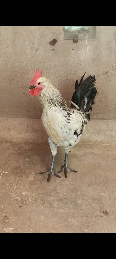 fyomi misri healthy male