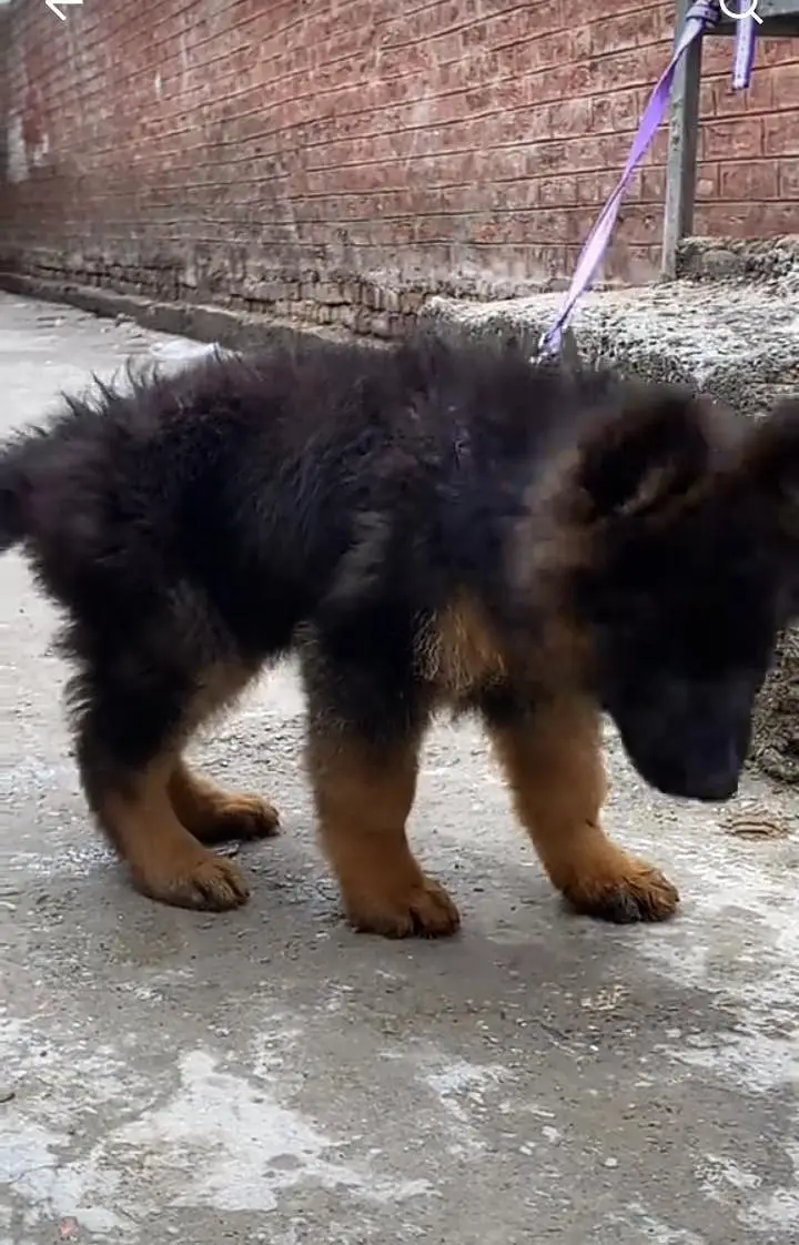 German Shepherd long coat puppies for sale my WhatsApp 03464290927 — photo 2