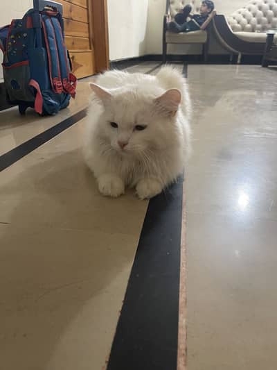Persian cat for sale
