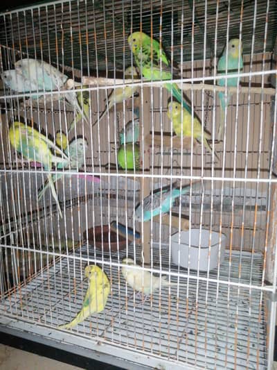 budgies parrots