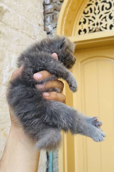 2-Week-Old Persian Triple Coat Grey Kitten – Beautiful & Fluffy