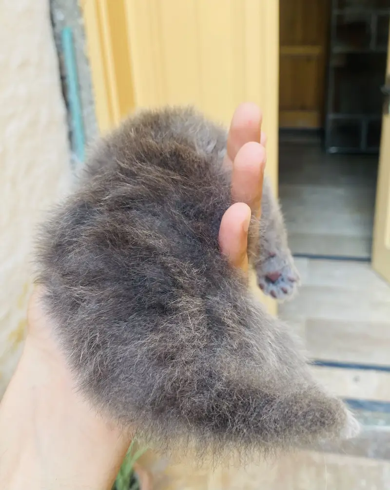 2-Week-Old Persian Triple Coat Grey Kitten – Beautiful & Fluffy — photo 2