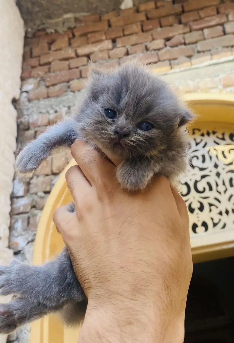 2-Week-Old Persian Triple Coat Grey Kitten – Beautiful & Fluffy — photo 3