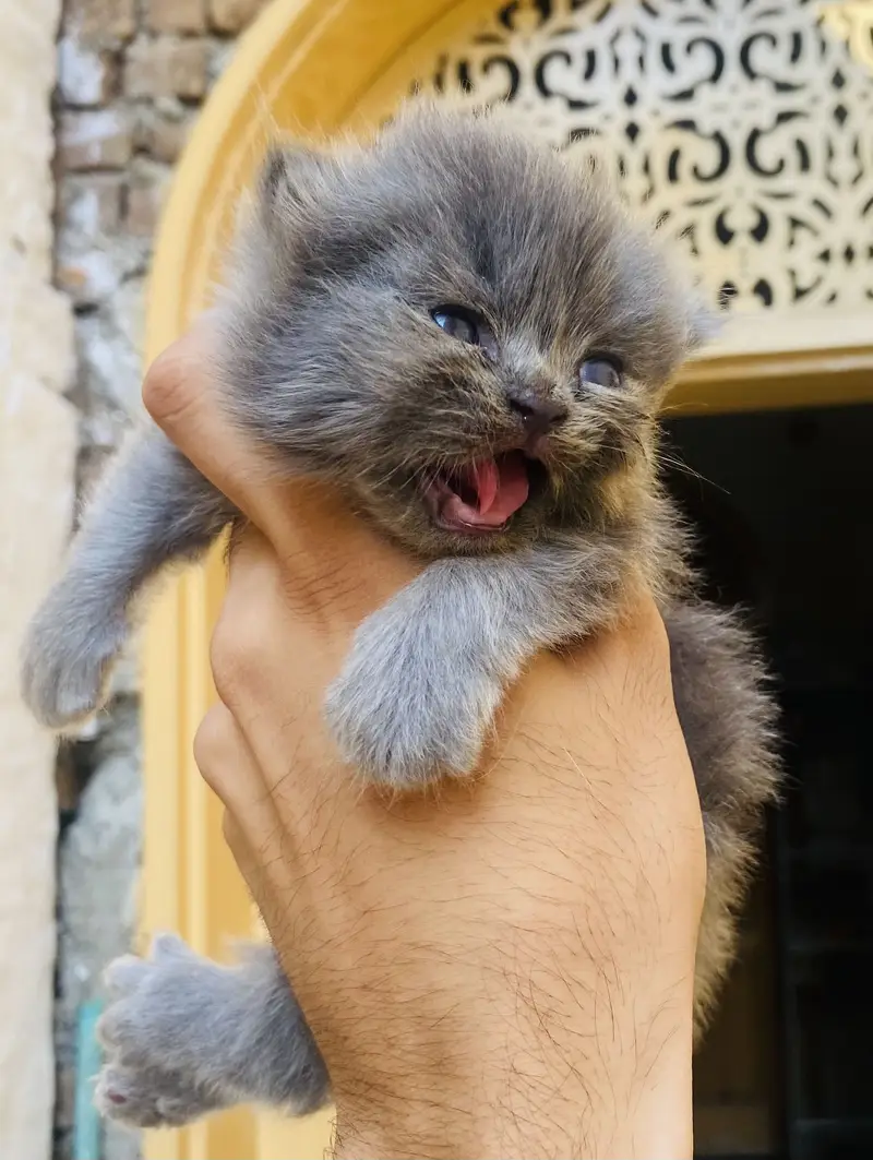 2-Week-Old Persian Triple Coat Grey Kitten – Beautiful & Fluffy — photo 4