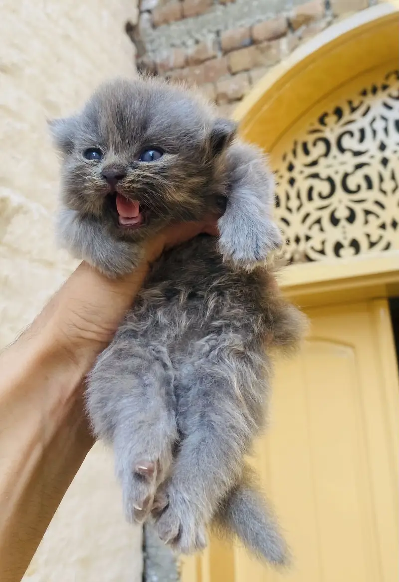 2-Week-Old Persian Triple Coat Grey Kitten – Beautiful & Fluffy — photo 5
