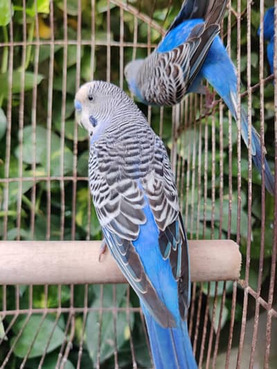 Top Quality Australian Budgies Pair