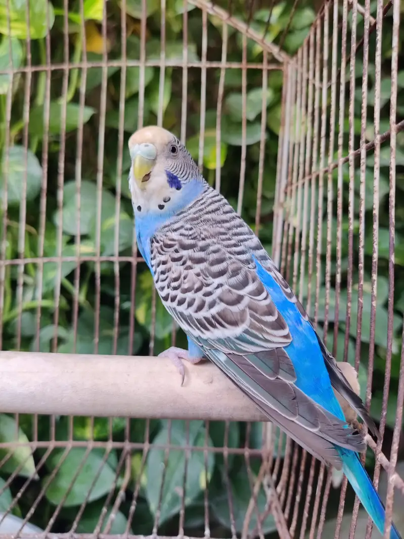 Top Quality Australian Budgies Pair — photo 2