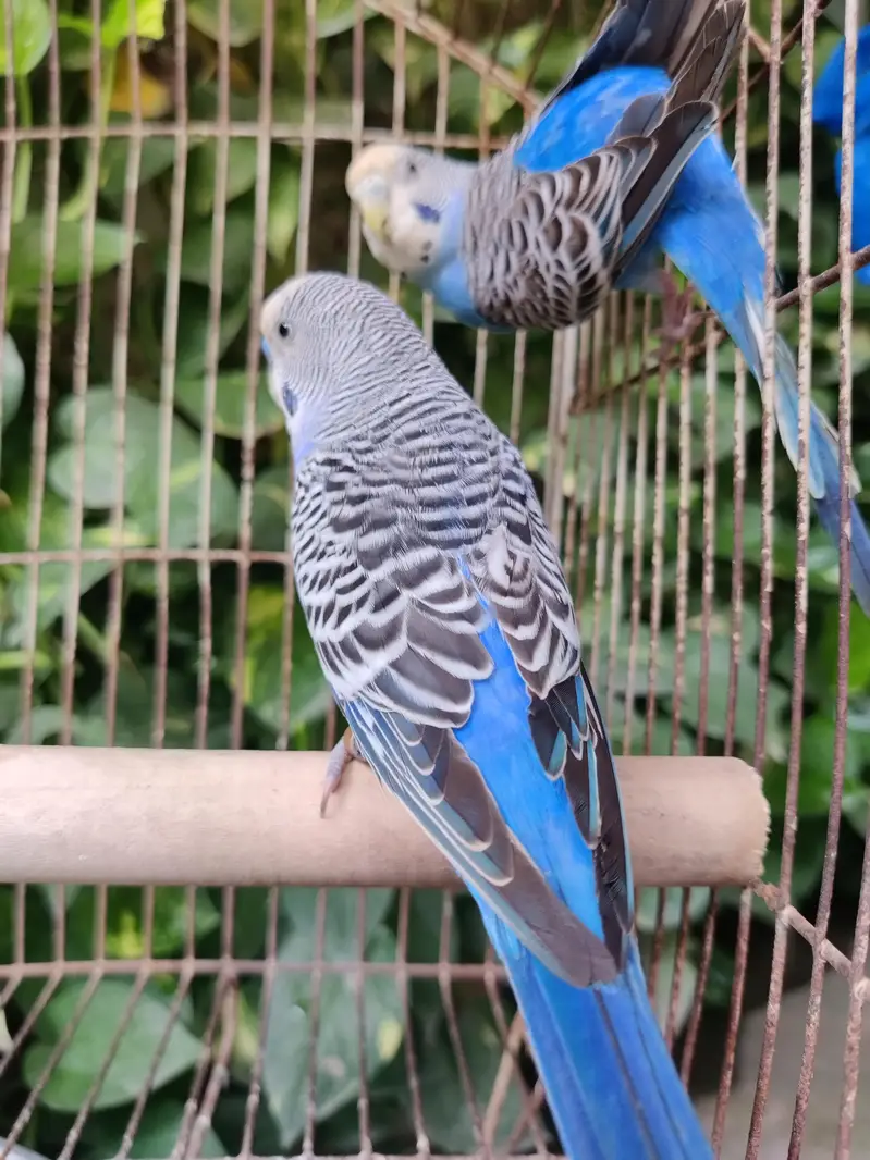 Top Quality Australian Budgies Pair — photo 3