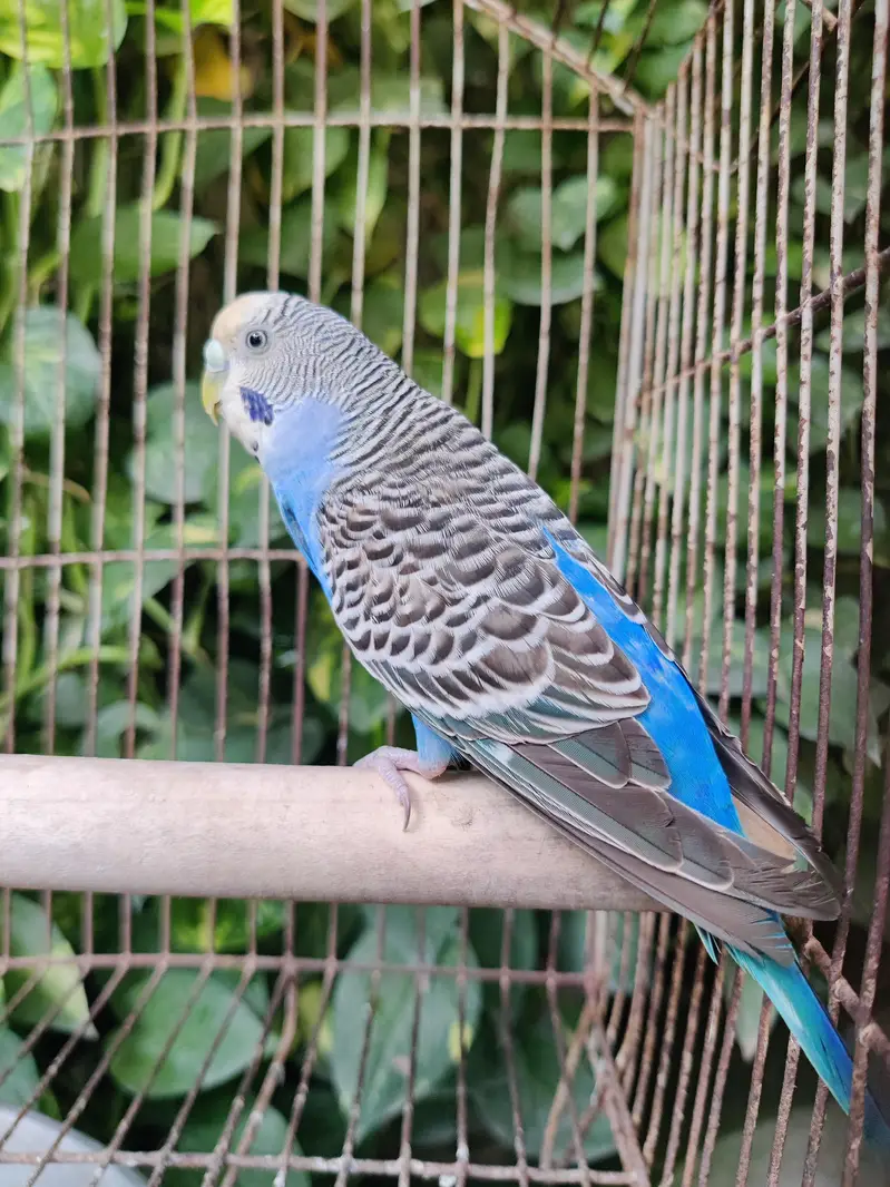 Top Quality Australian Budgies Pair — photo 4