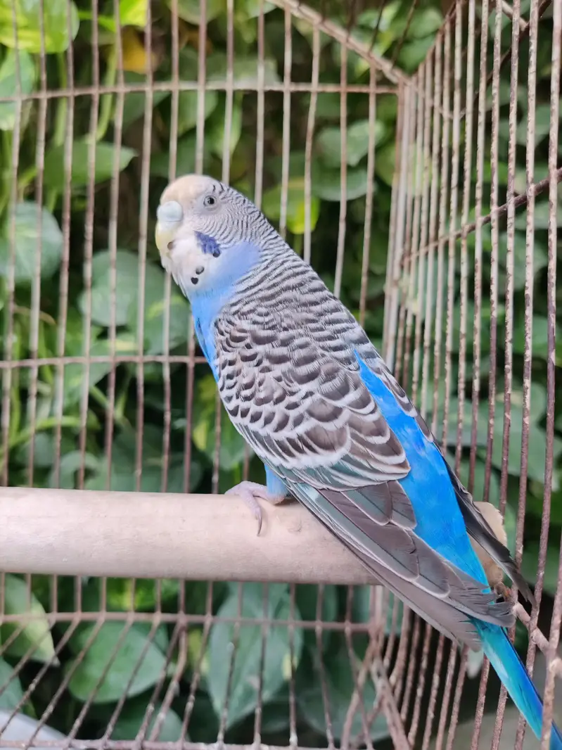 Top Quality Australian Budgies Pair — photo 5
