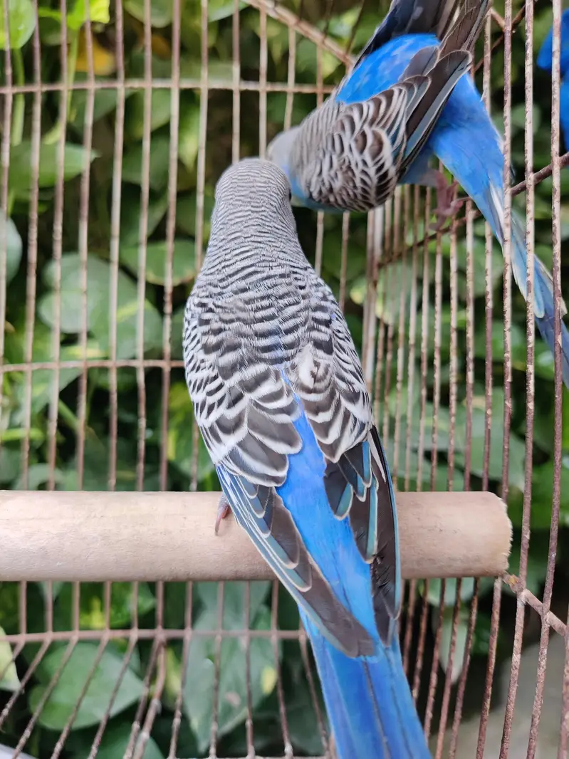 Top Quality Australian Budgies Pair — photo 6