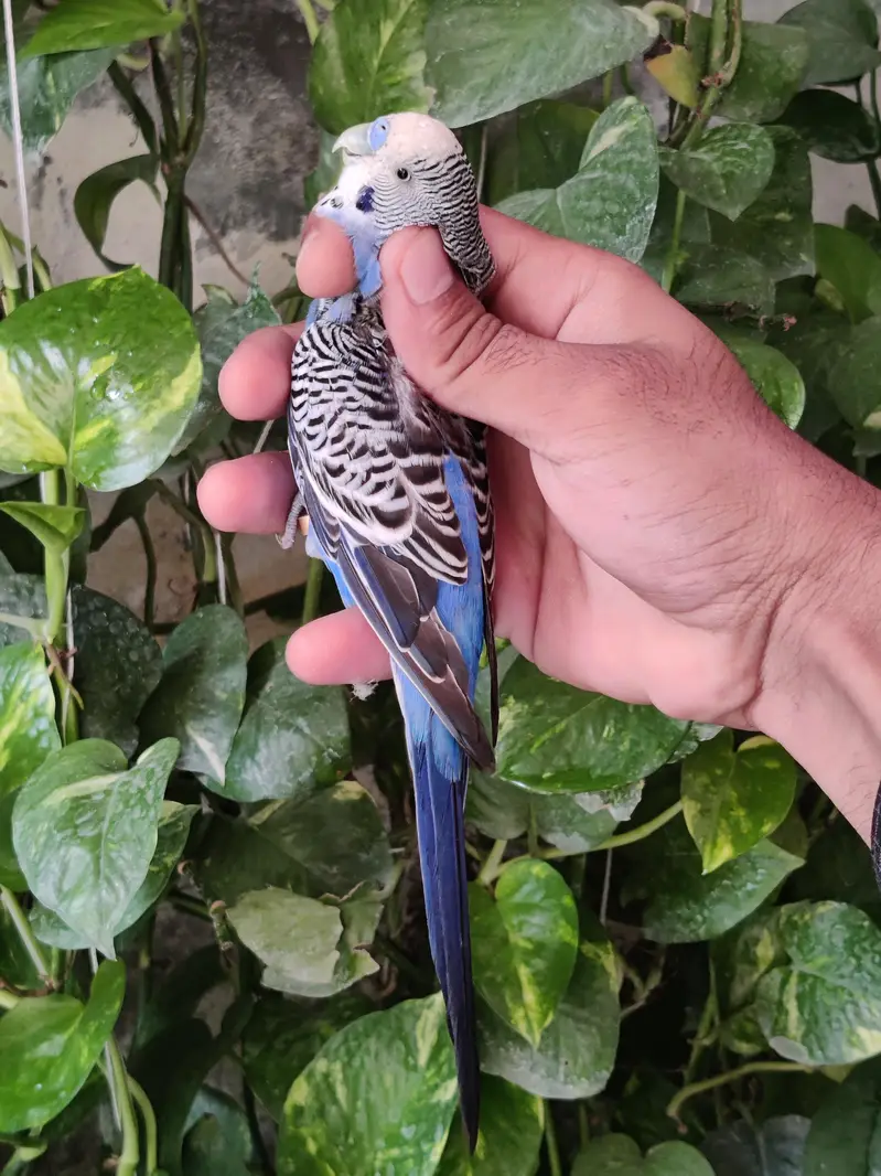 Top Quality Australian Budgies Pair — photo 7