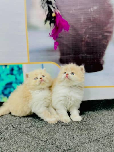 Cash on delivery parshion punch face kitten