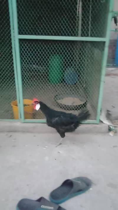 minorca hen