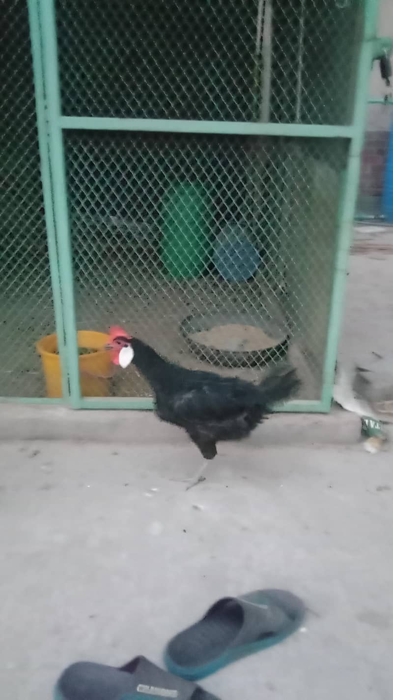 minorca hen 0