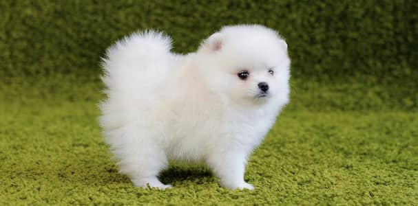 Pomeranian puppies 0330*540611*five