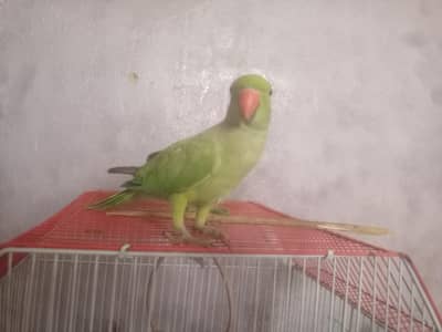 Green Parrot for sale