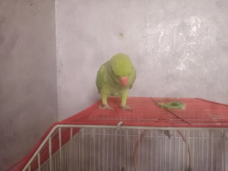 Green Parrot for sale — photo 2