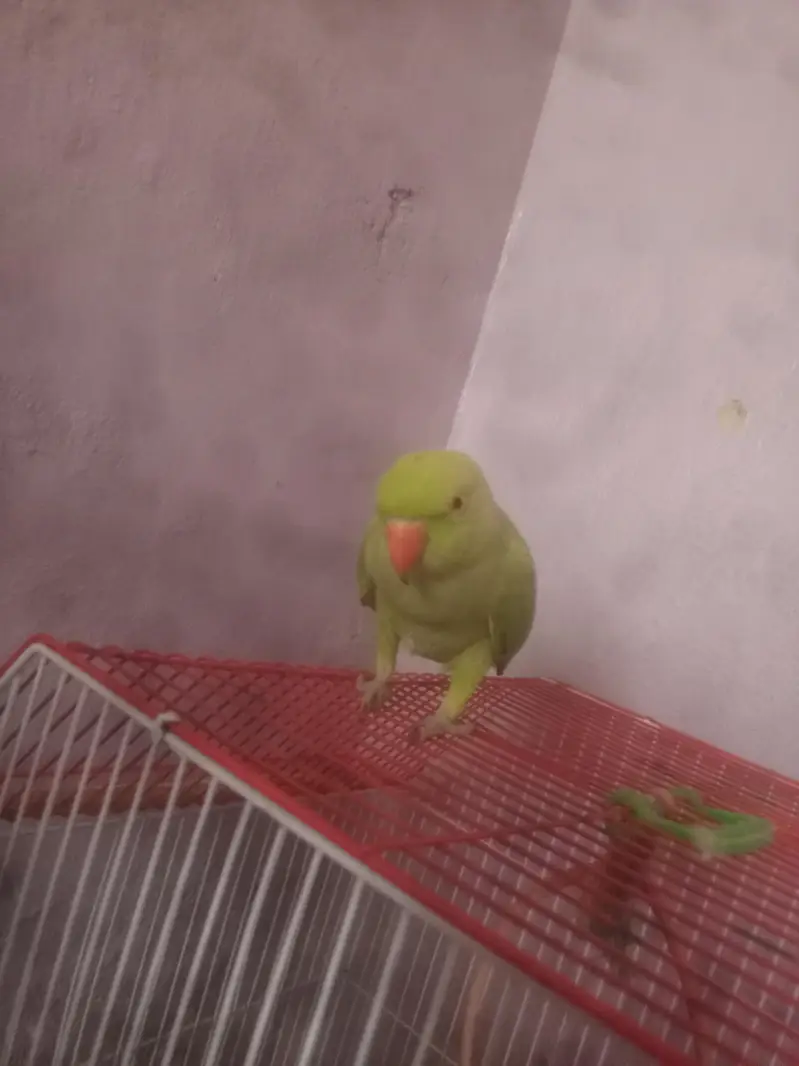 Green Parrot for sale — photo 3