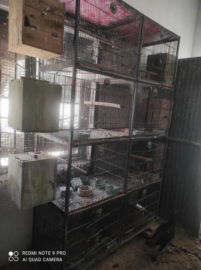 parrots cage good quality best for ringneck cocktail finches other
