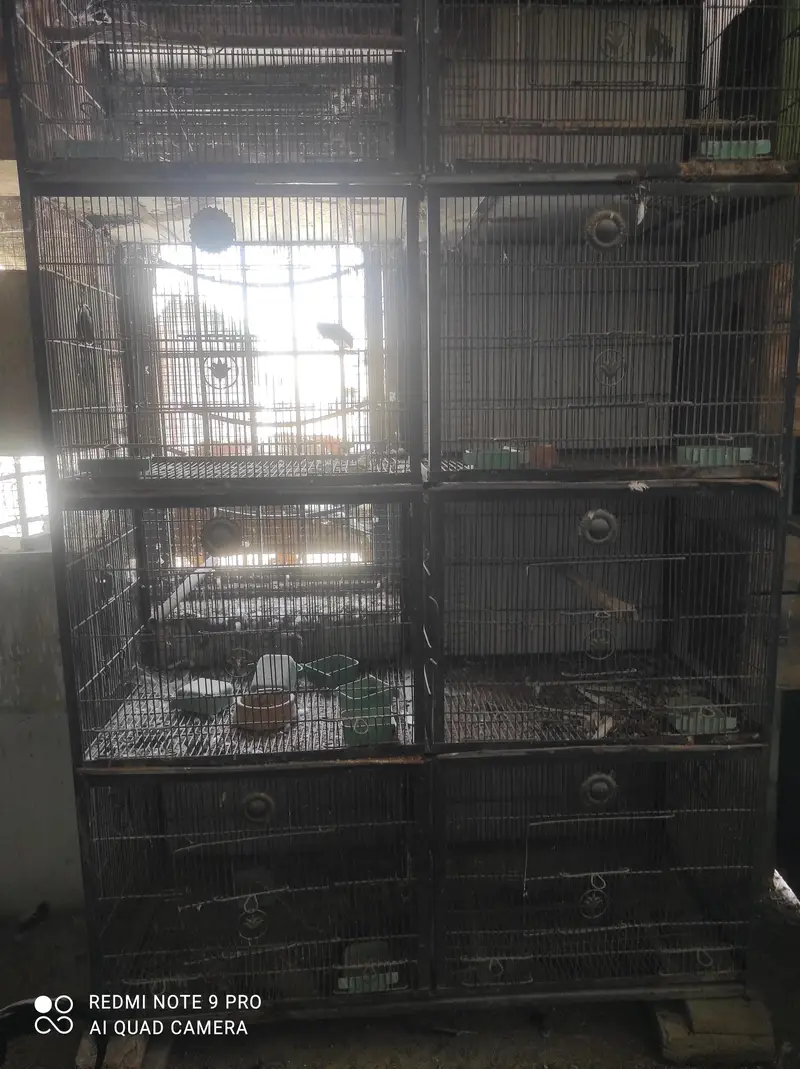 parrots cage good quality best for ringneck cocktail finches other — photo 2